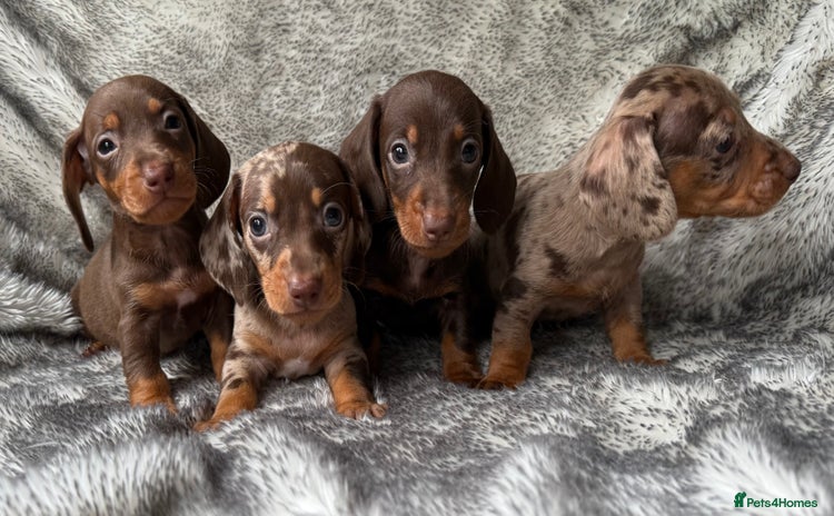 Dachshund dogs - Advert 1