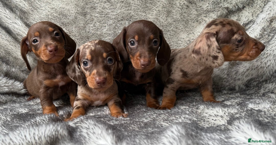 Dachshund dogs for sale: Miniature dachshund puppies  - Image 1