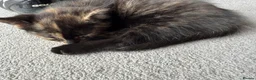 Mixed Breed cats for sale: 3 kittens available now - Advert 6
