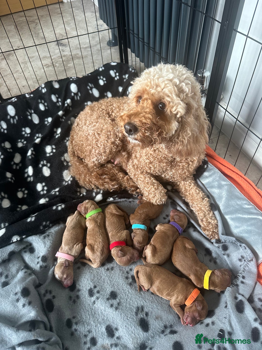 Cockapoo dogs for sale: Stunning litter of F1bb cockapoo’s  - Advert 1
