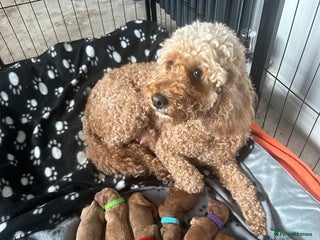 Cockapoo dogs for sale: Stunning litter of F1bb cockapoo’s - Advert 1