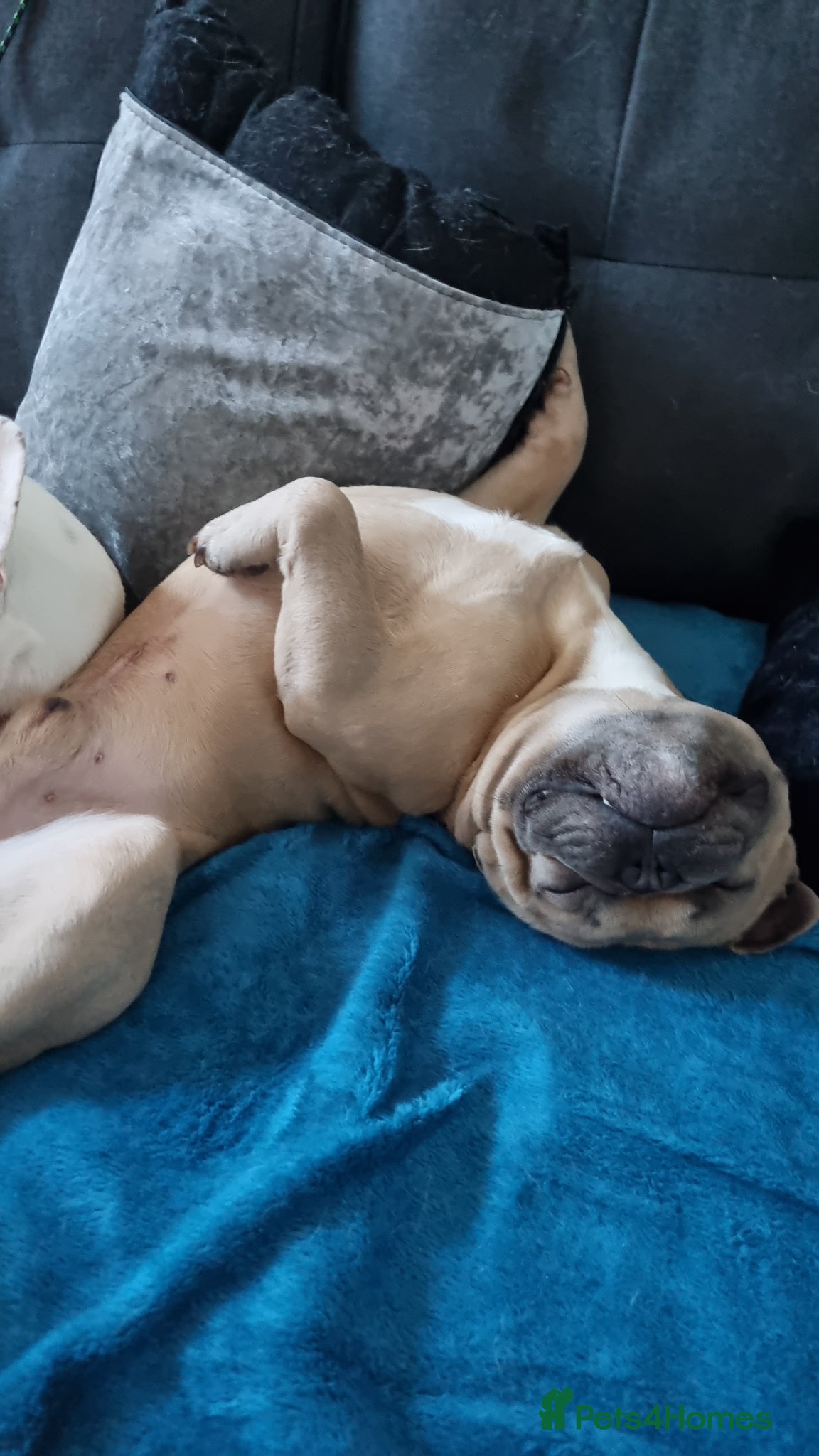 French Bulldog dogs Chicco - Advert 12