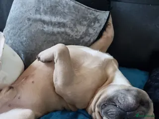 French Bulldog dogs Chicco - Advert 12