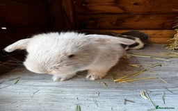 French Lop rabbits for sale: 🩵Stunning litter pure bred blue eye French lops🩵 - Image 9