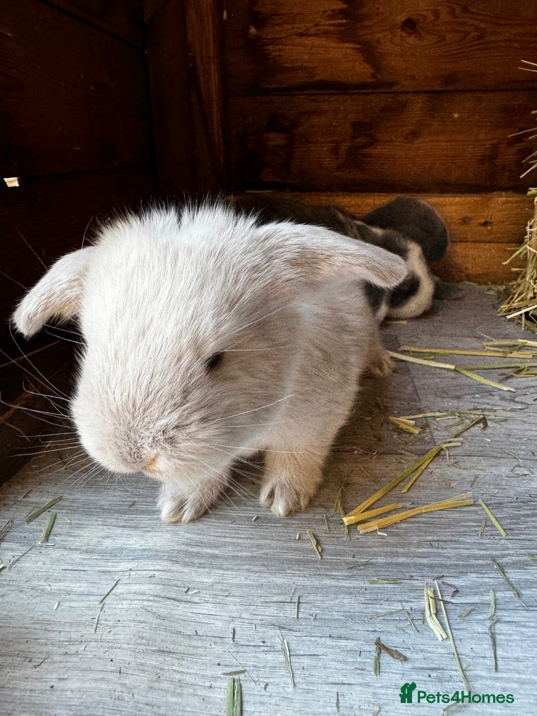 French Lop rabbits for sale: 🩵Stunning litter pure bred blue eye French lops🩵 - Image 9
