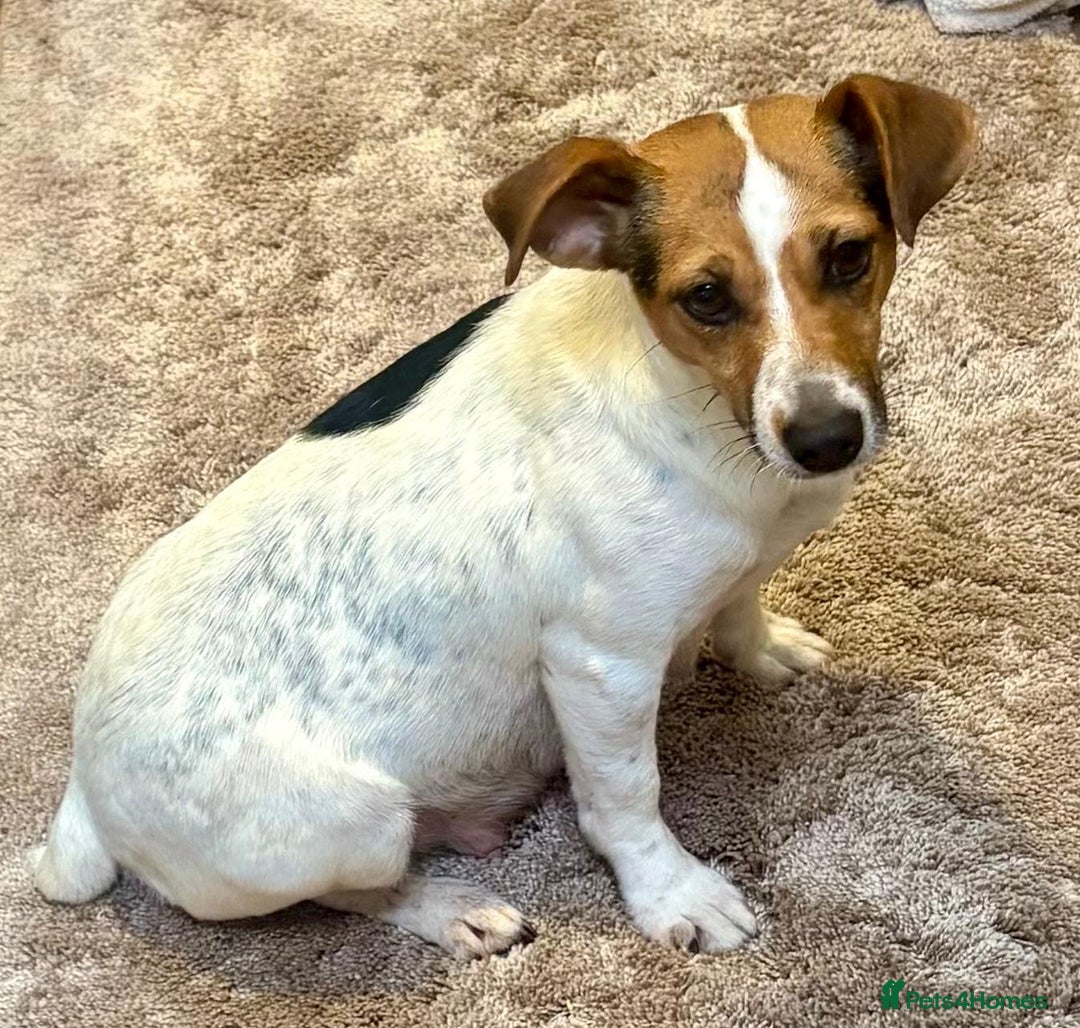 Jack Russell dogs for sale: Gorgeous short-legged Jack Russell Puppies! - Advert 25
