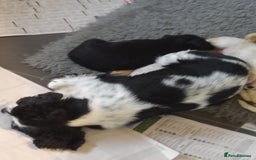 Cavapoo dogs for sale: Beautiful cavapoo girl looking for nice home - Image 2