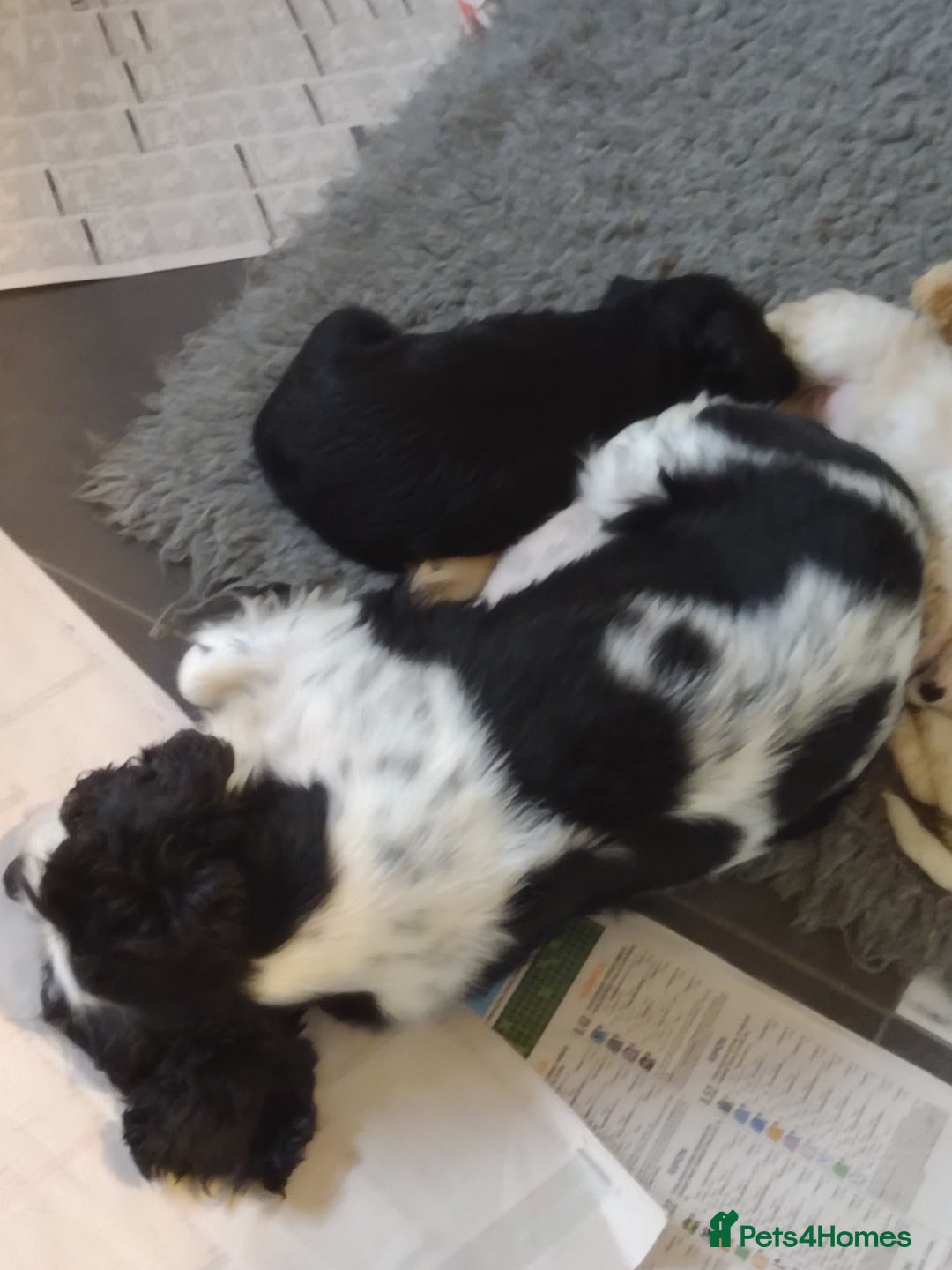 Cavapoo dogs for sale: Beautiful cavapoo girl looking for nice home - Image 2