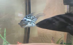 Cichlids fish for sale: Polar blue parrots - Image 2