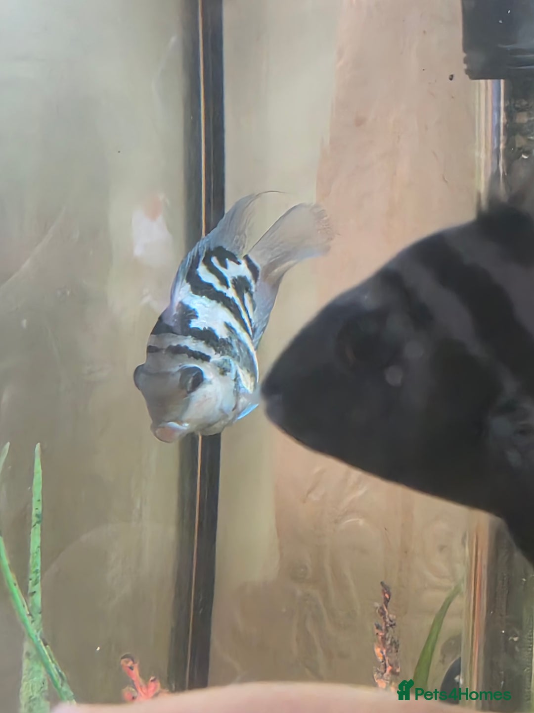 Cichlids fish for sale: Polar blue parrots - Image 2