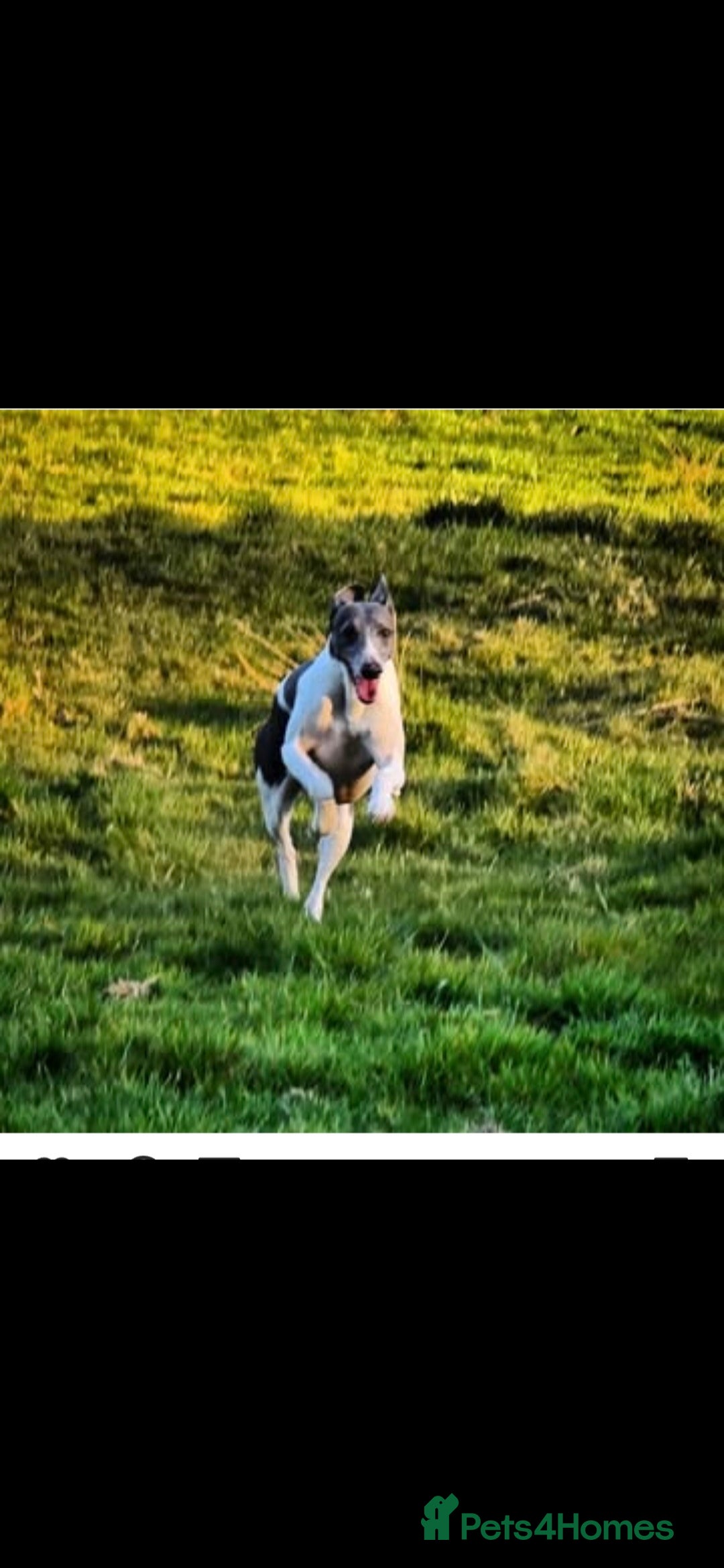 Whippet dogs for sale: Kc reg whippet litter - Image 7