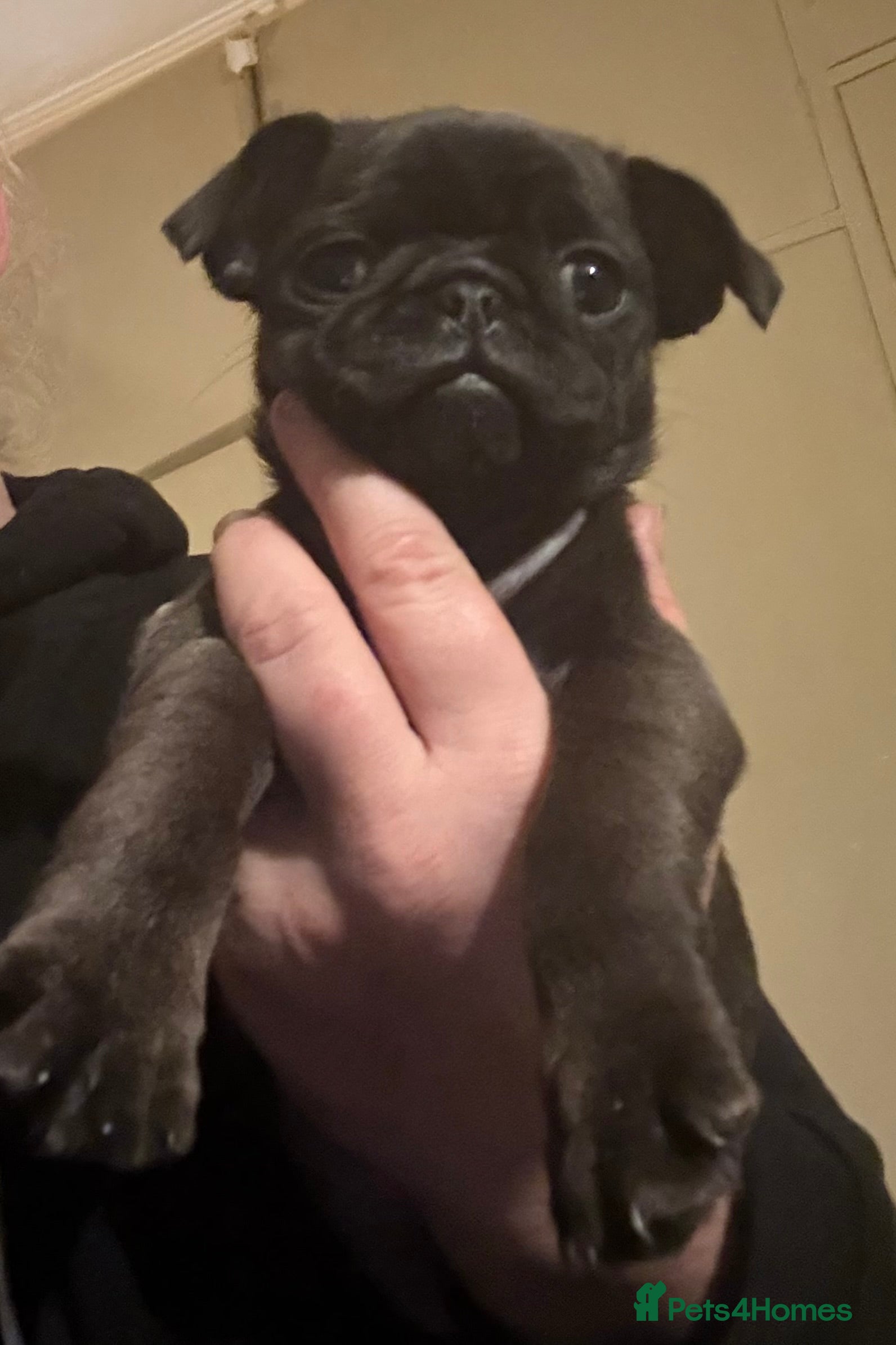 Pug dogs Male & Female Pug pups - Advert 5