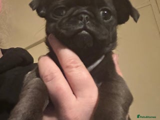 Pug dogs Male & Female Pug pups - Advert 1