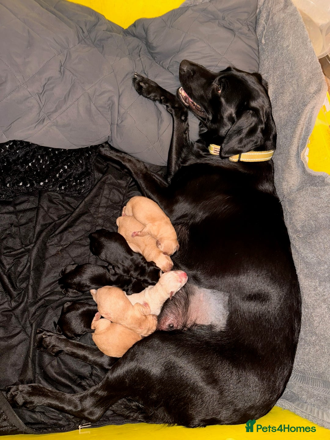 Labrador Retriever dogs for sale: Labrador Pups - Image 4