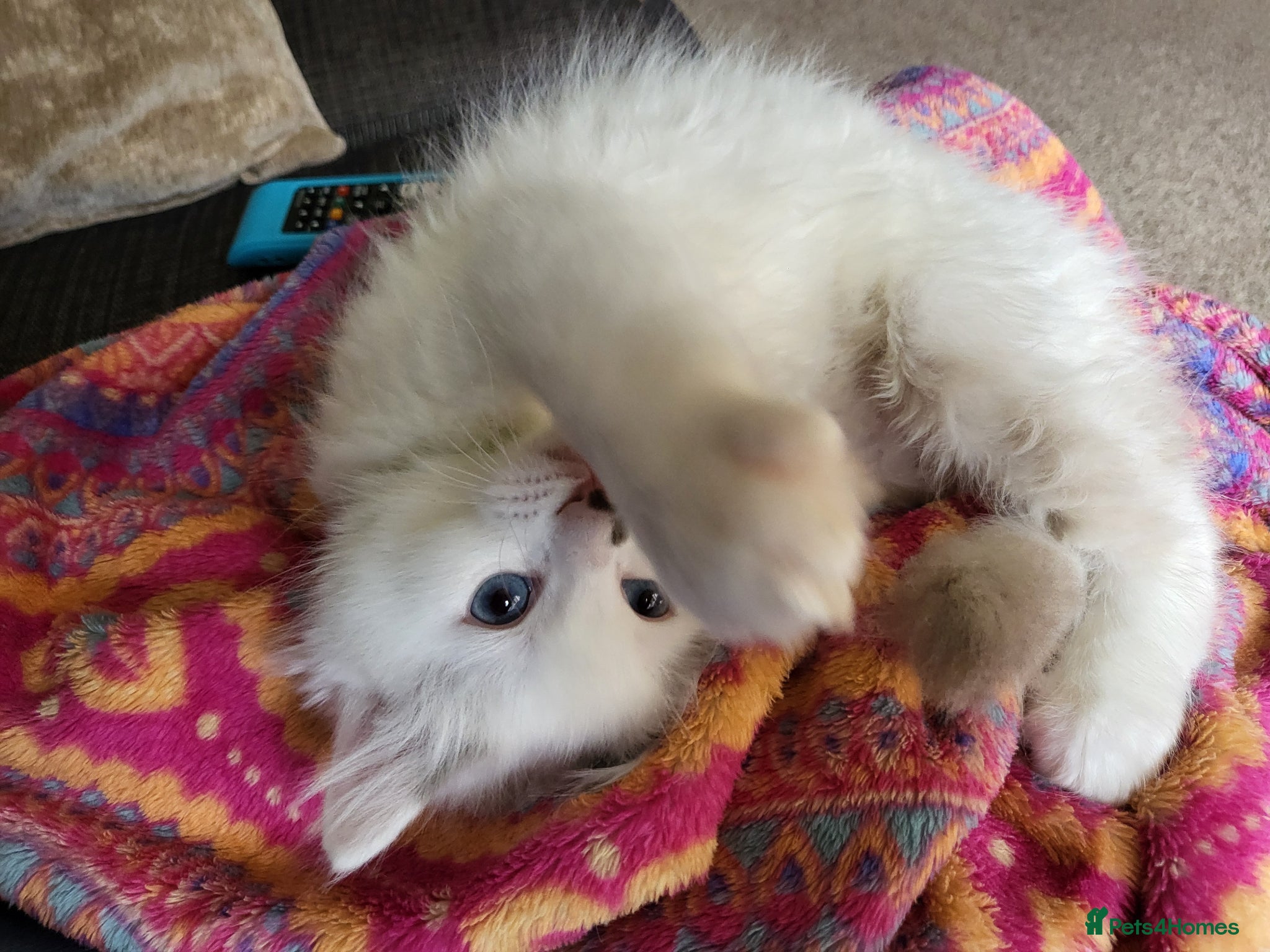 Ragdoll cats for sale: Exquisite pure ragdoll kittens  - Advert 12