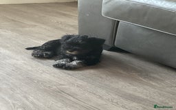 Miniature Schnauzer dogs for sale: Black/Silver & Pepper/Salt male /females - Image 5