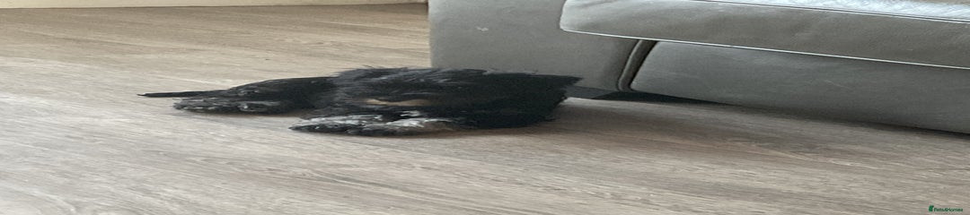 Miniature Schnauzer Puppy 2