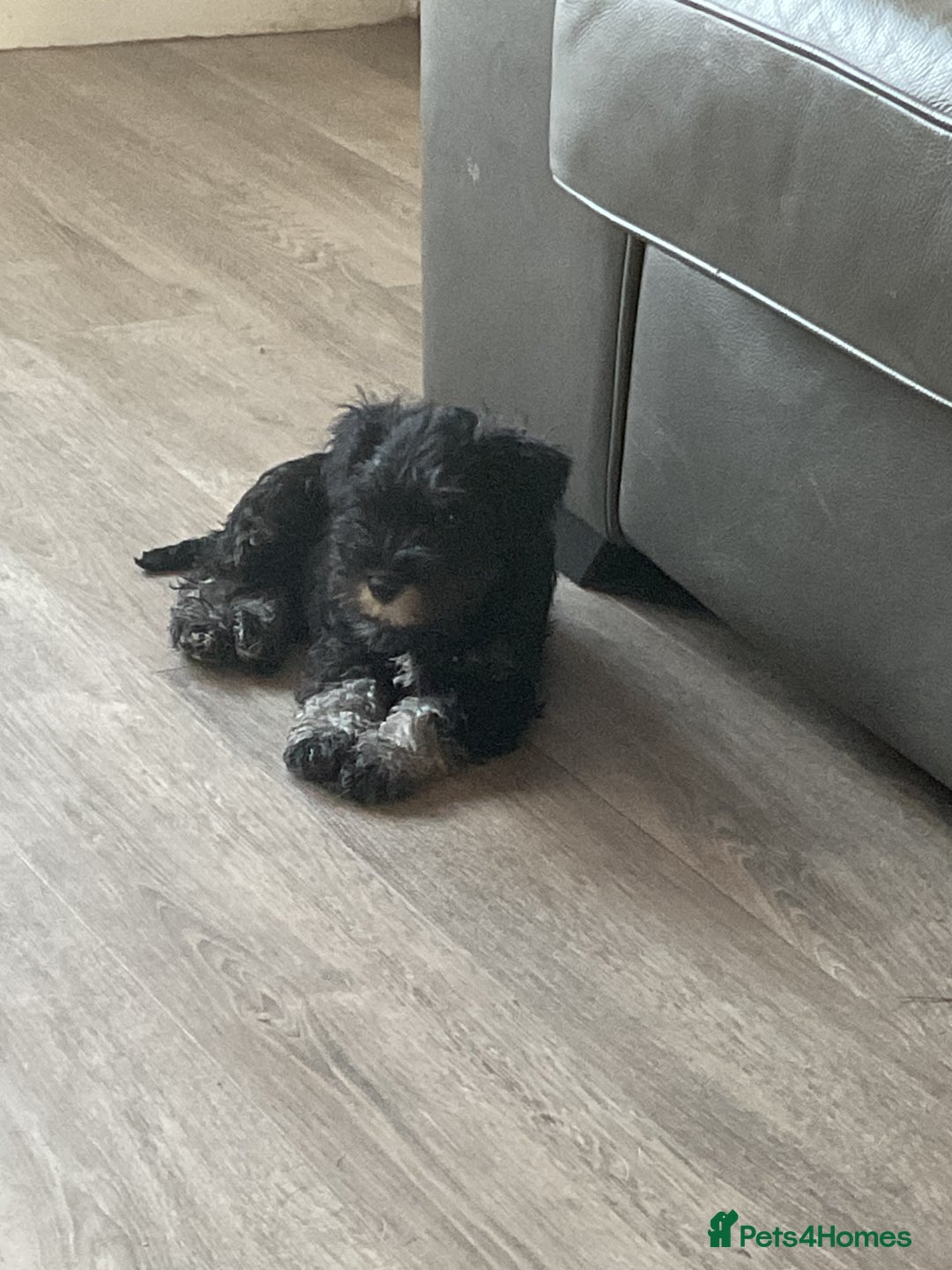 Miniature Schnauzer dogs for sale: Black/Silver & Pepper/Salt male /females - Image 5