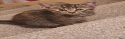 Mixed Breed cats for sale: 3 little boys and 1 girl  - Advert 13