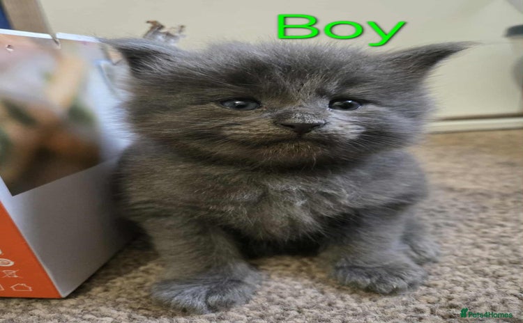 Maine Coon cats - Advert 11