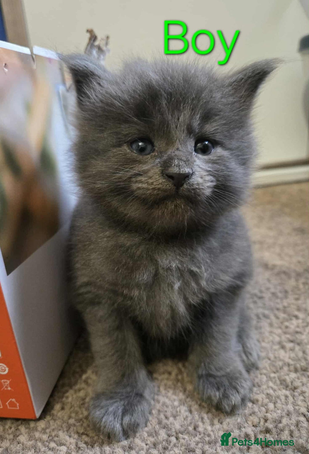 Maine Coon cats for sale: 3 Maine coon kittens. - Image 1