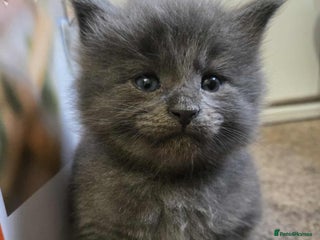 Maine Coon cats - Advert 4