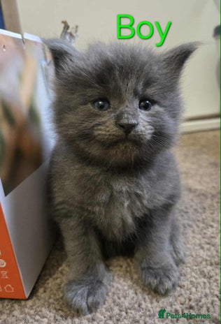 Maine Coon cats - Advert 3