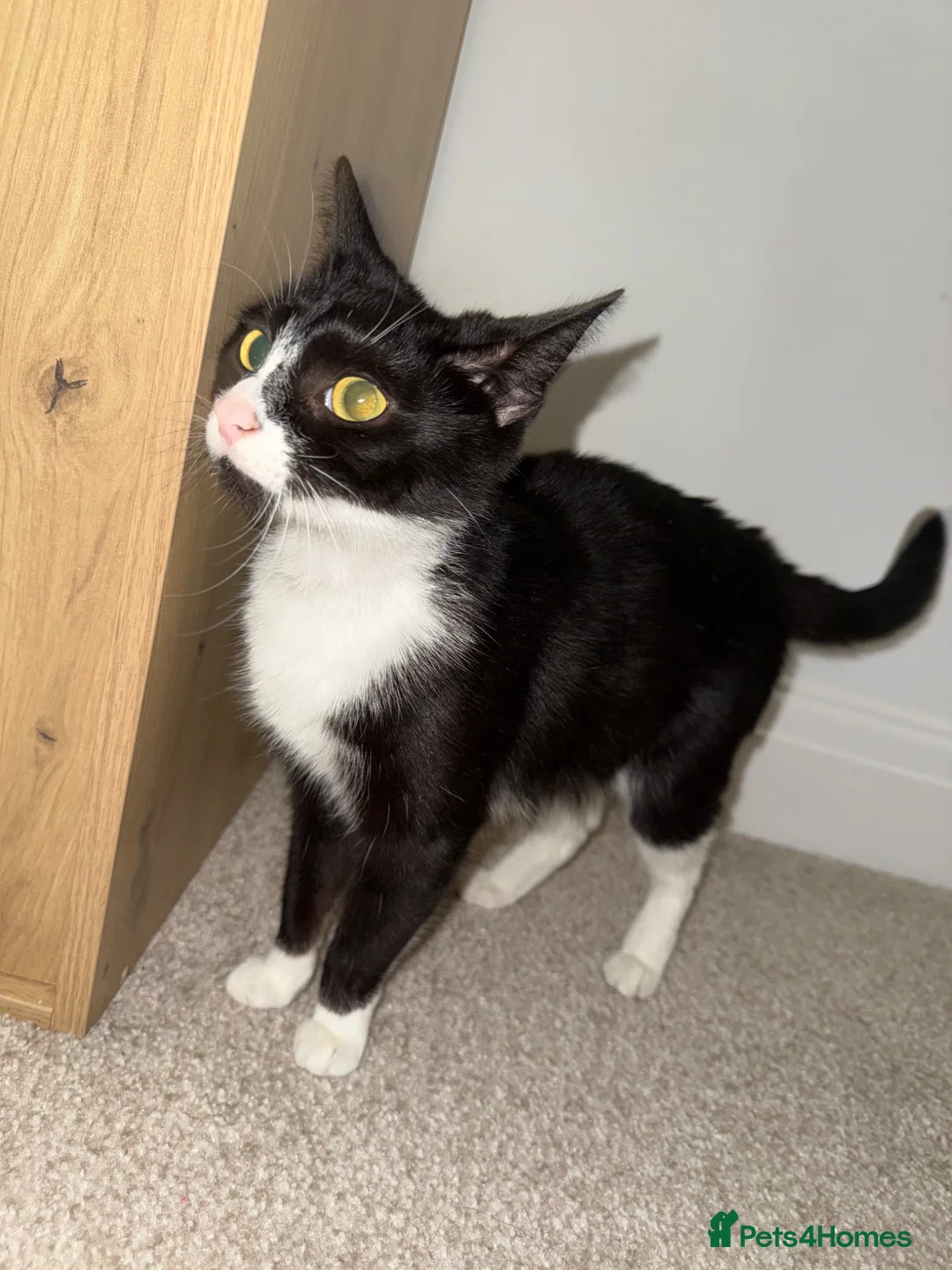 Mixed Breed cats for sale: Sushi, Gorgeous Tuxedo Lady. - Advert 7
