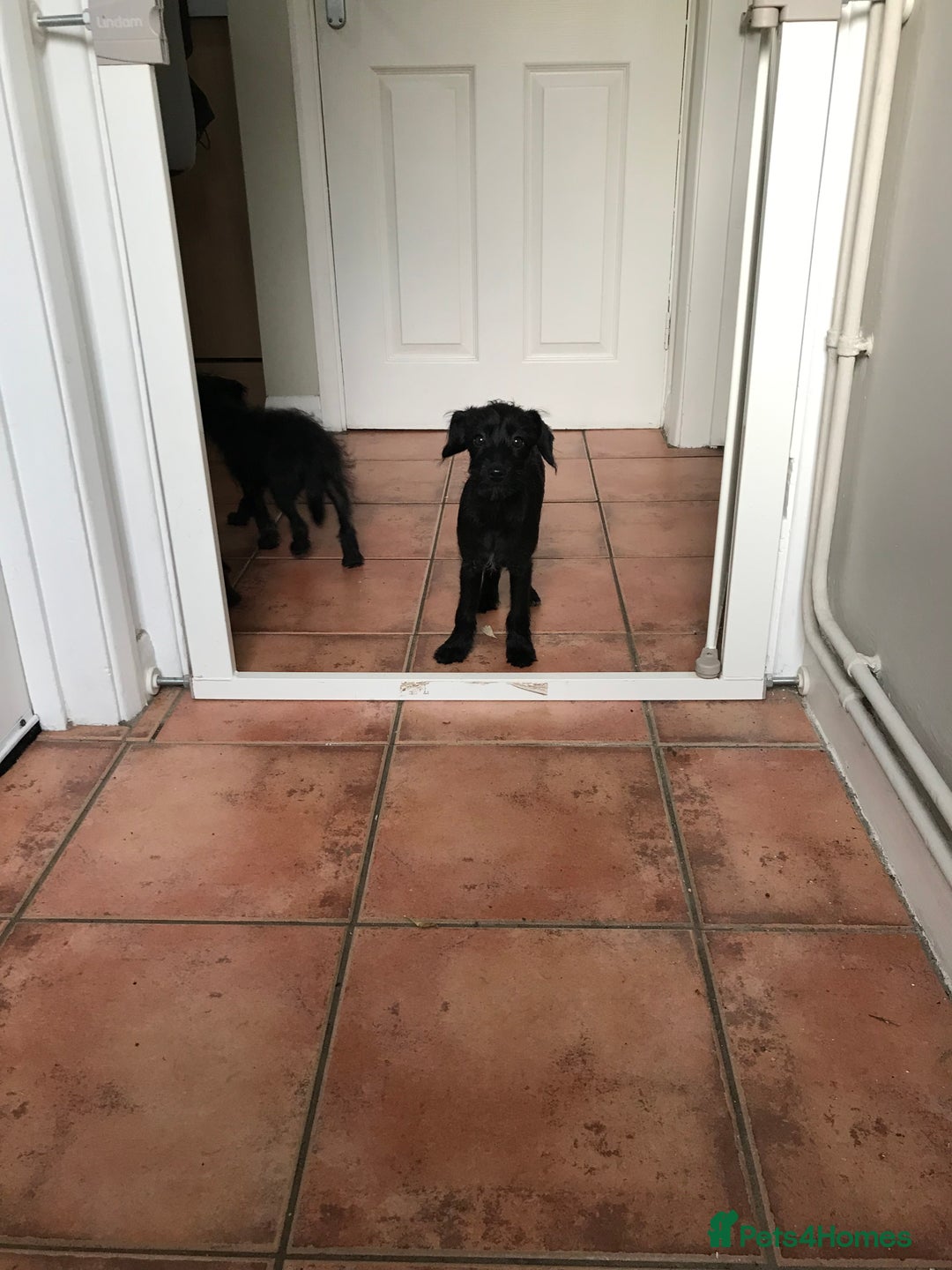 Mixed Breed dogs for sale: Bedlington whippet Italian grayhound x  - Advert 20