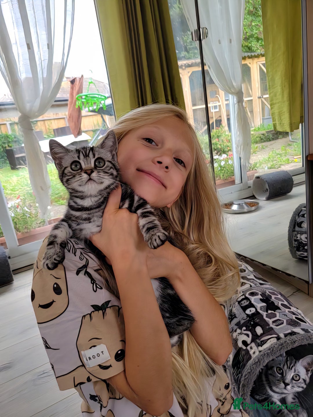 British Shorthair cats for sale: Ready to collect British Shorthair Silver Tabby in Rochester - Image 1