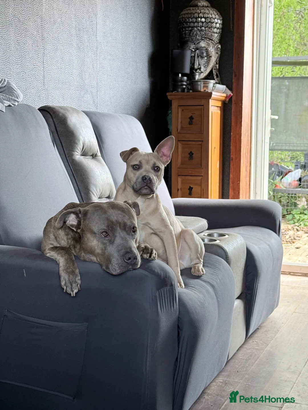 Mixed Breed dogs for sale: Beautiful Fraffie girl - Advert 2
