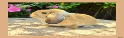 Mini Lop rabbits for sale: 🌻 Ready Now 🌻 Friendly Baby Mini Lop Buck 🌻 - Advert 7