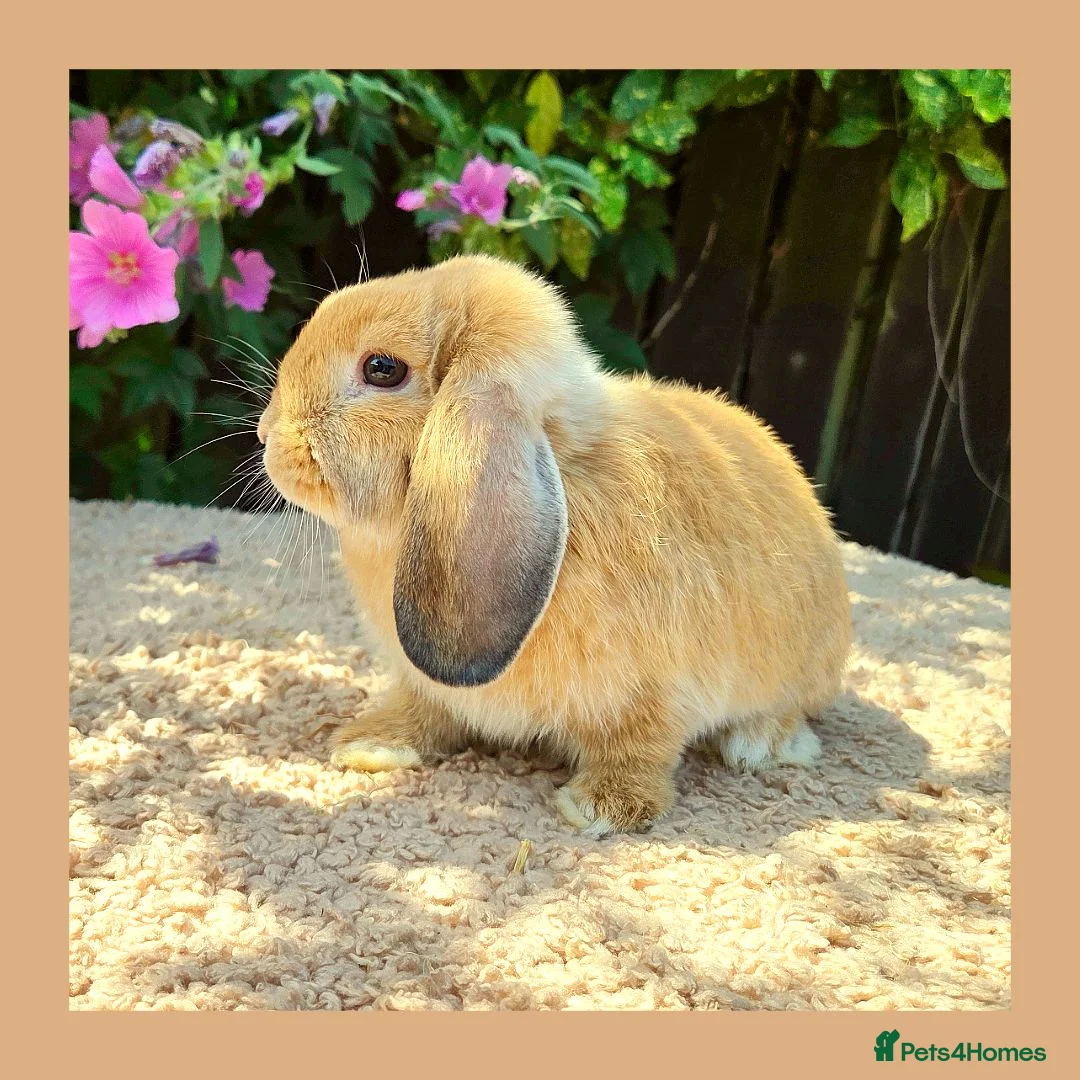 Mini Lop rabbits for sale: 🌻 Ready Now 🌻 Friendly Baby Mini Lop Buck 🌻 - Advert 7