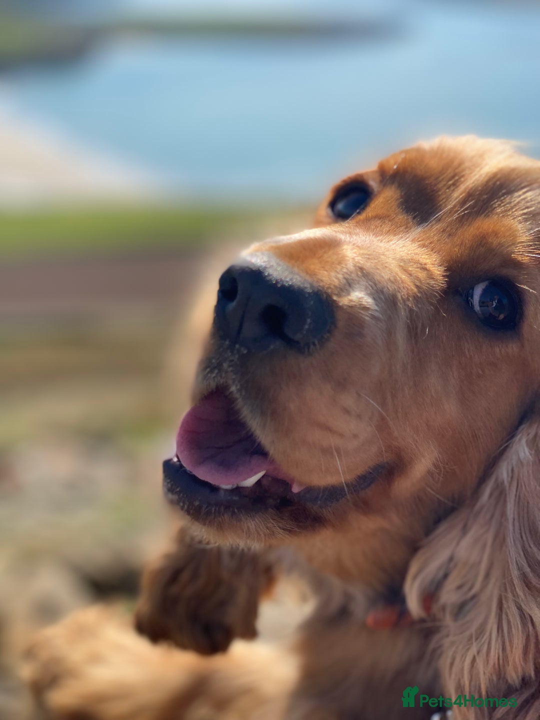 Cocker Spaniel dogs for sale: KC SHOW TYPE COCKER REGISTERED - Advert 7