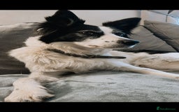 Border Collie dogs for sale: Border collie puppies.  - Image 6