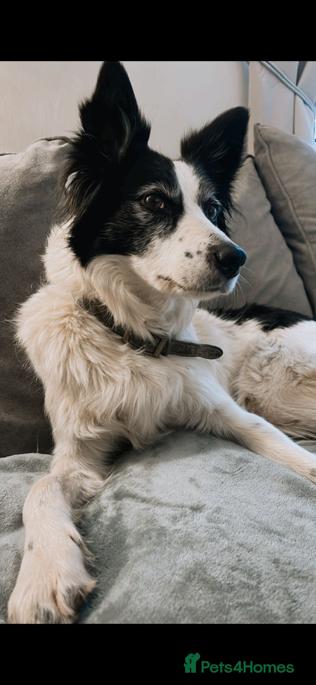 Border Collie dogs for sale: Border collie puppies.  - Image 6