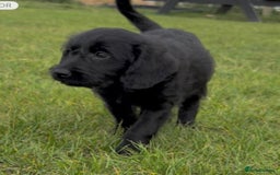 Labradoodle dogs for sale: Stunning miniature Labradoodle READY NOW!! - Image 12