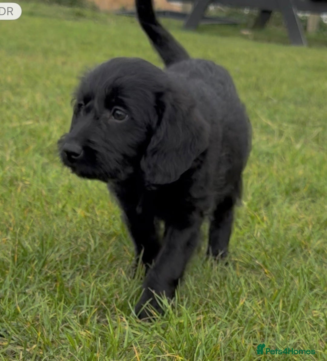 Labradoodle dogs for sale: Stunning miniature Labradoodle READY NOW!! - Image 12