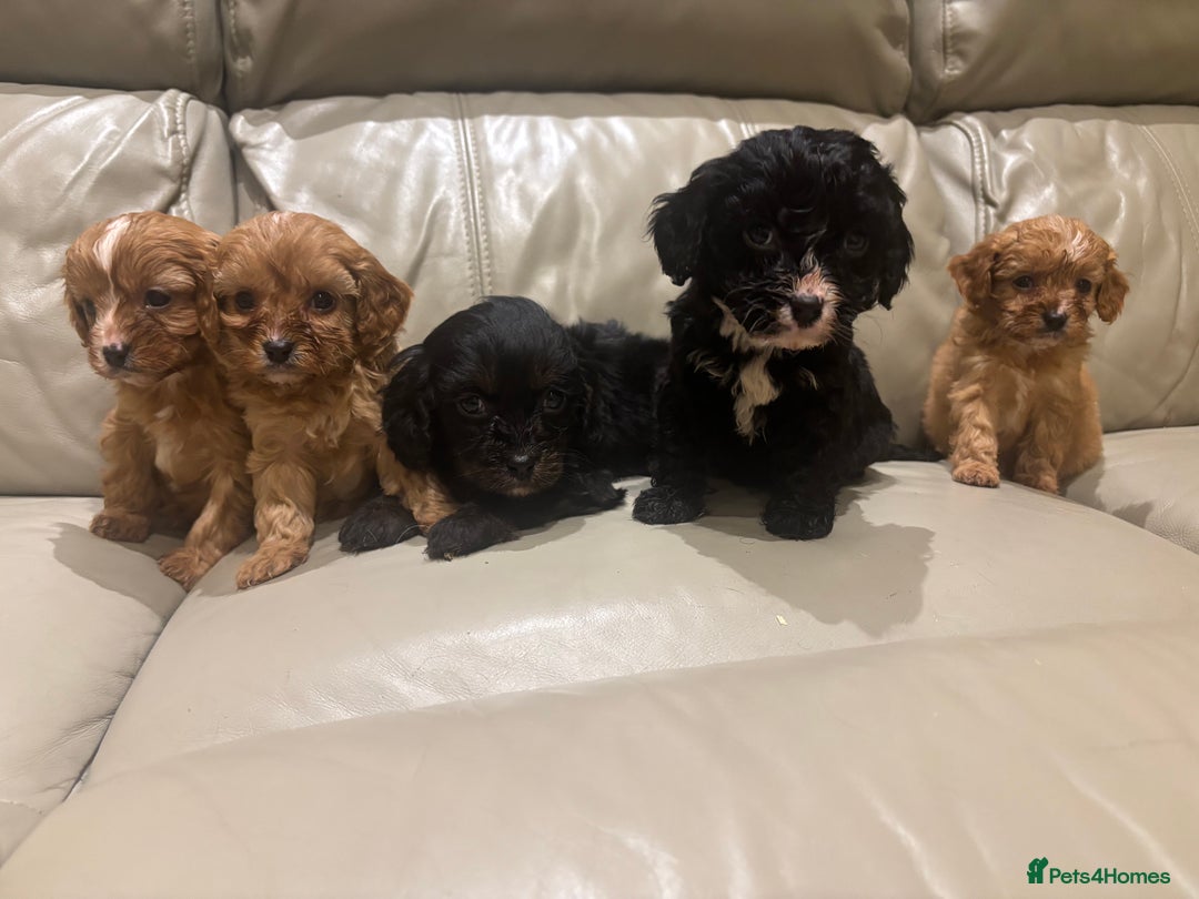 Cavapoo dogs for sale: Beautiful cavapoos  - Advert 3