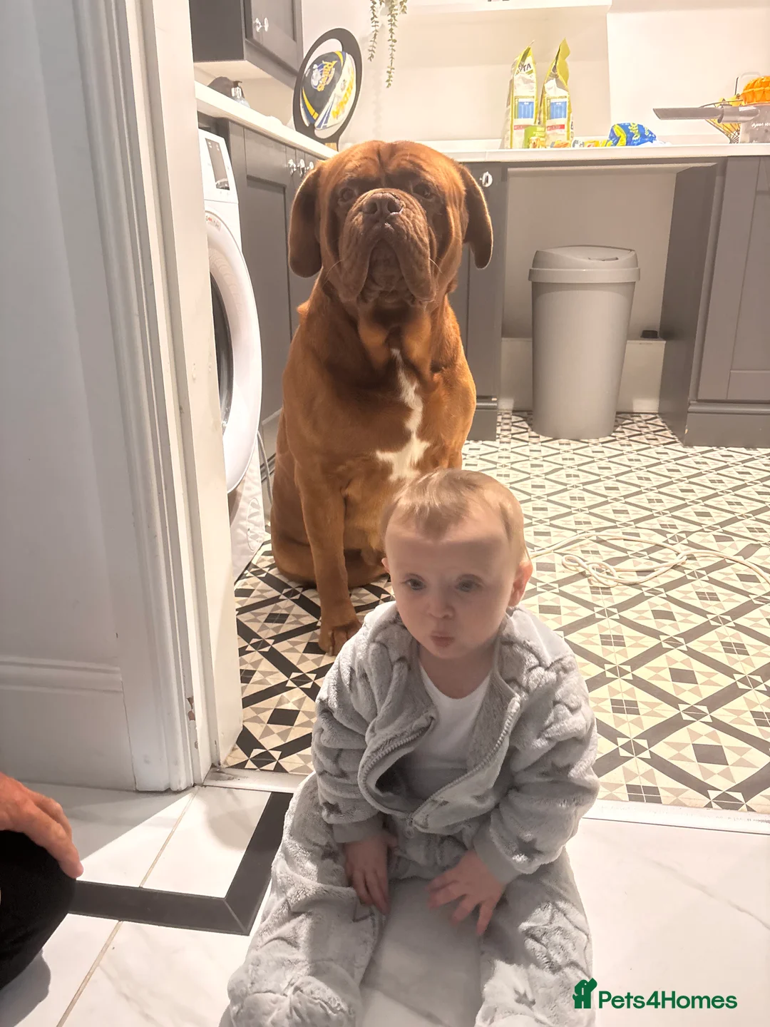 Dogue De Bordeaux dogs for stud: **STUD** not for sale kc Bordeaux  - Advert 10