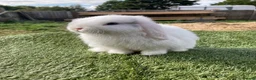 Mini Lop rabbits for sale: Mini lop - Advert 1
