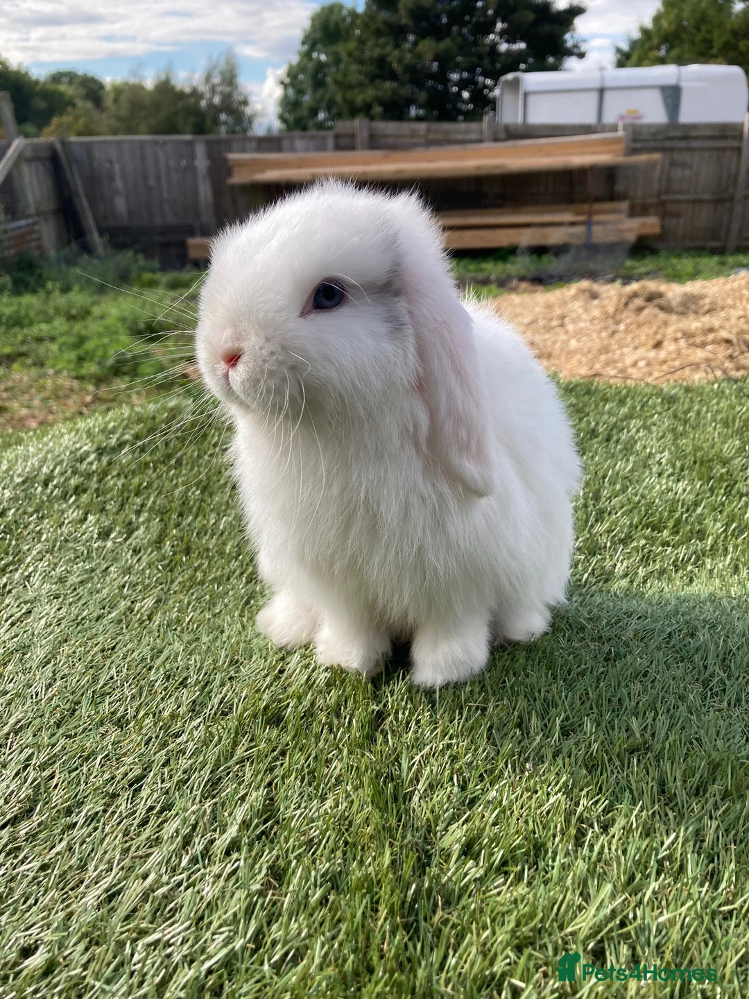 Mini Lop rabbits for sale: Mini lop - Advert 1