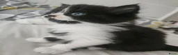 Mixed Breed cats for sale: Persian Chinchilla X Grey Girl Tuxedo Boy - Advert 9