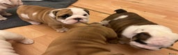 English Bulldog dogs for sale: English bulldogs - Advert 10