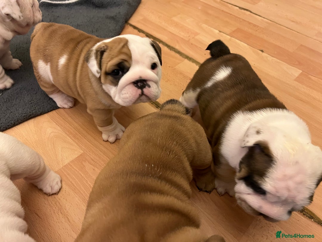 English Bulldog dogs for sale: English bulldogs - Advert 10