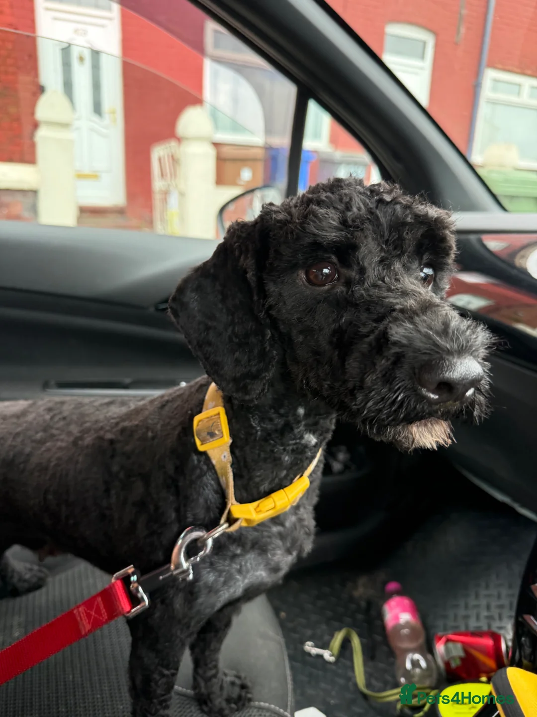 Cockapoo dogs for sale: 18 month old cockapoo - Advert 11