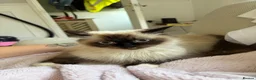 Ragdoll cats for sale: RAGDOLL MIX KITTENS - Advert 2