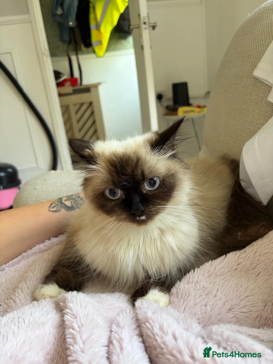 Ragdoll cats for sale: RAGDOLL MIX KITTENS - Advert 2