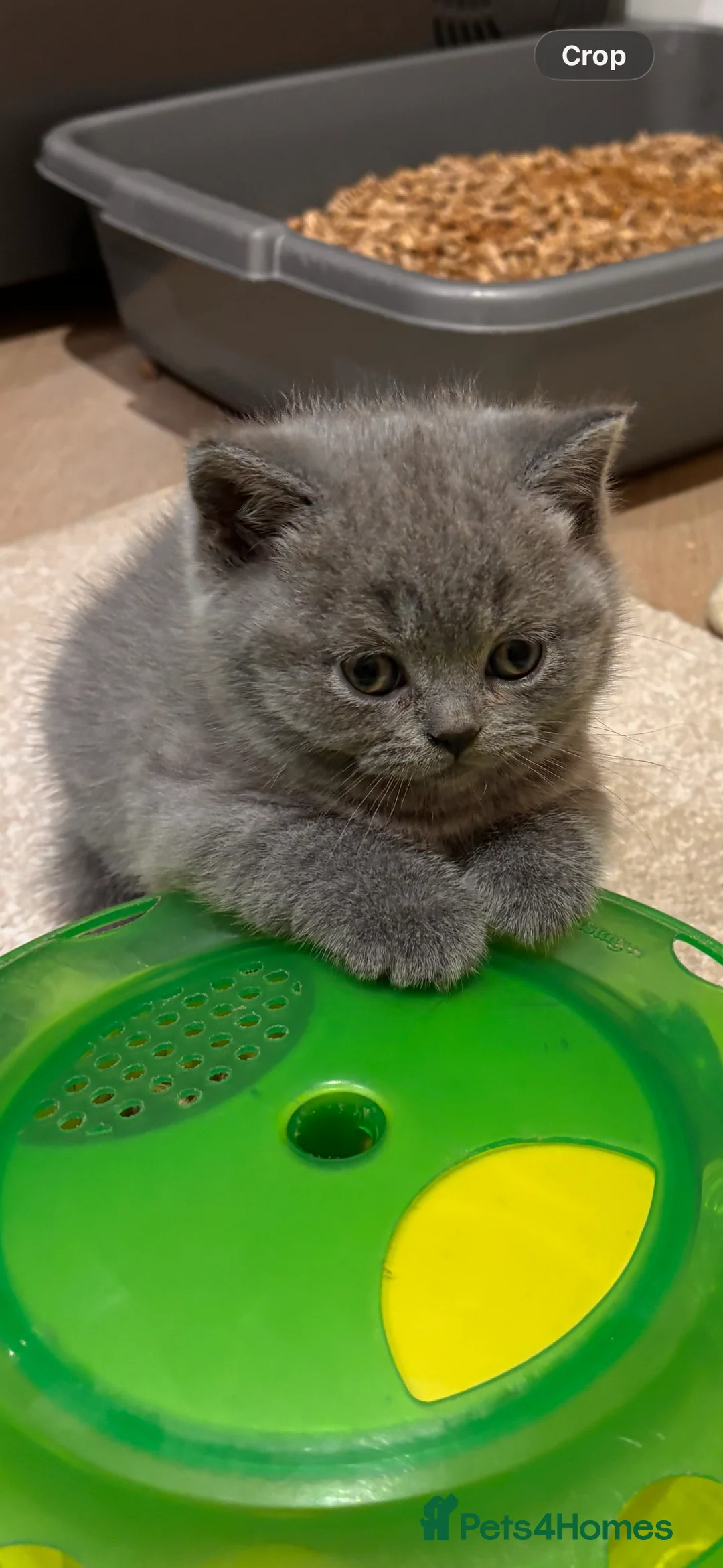 British Shorthair cats for sale: GCCF BSH beautiful chunky female  - Advert 2
