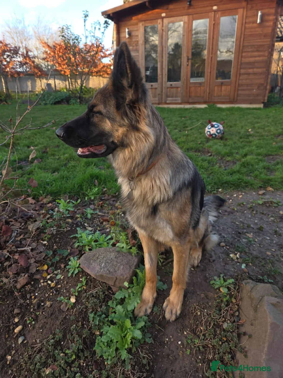 German Shepherd dogs for sale: Beautiful Female 15 Month Old German Shepard.   - Advert 2